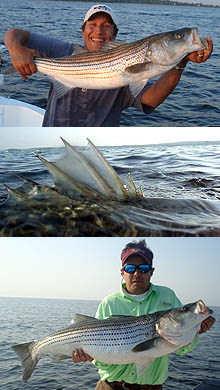 new to saltwater fly fishing for european sea bass!